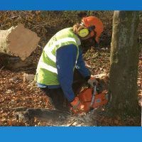 Arborists & Forestry
